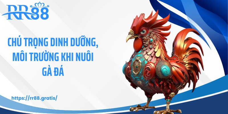 Chú trọng dinh dưỡng, môi trường khi nuôi gà đá
